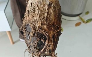 发财树水培为什么烂根