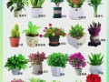 室内盆栽花卉养殖技术有哪些要点？