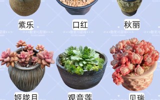 冬天适合养哪些耐寒多肉品种？