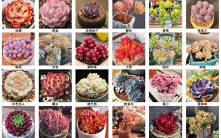 多肉植物名字大全有哪些？