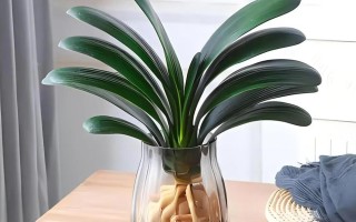 水培君子兰叶子该不该喷水？