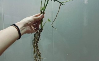 绿萝烂根水培还能活吗？