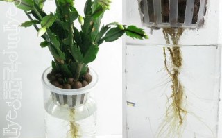 蟹爪兰水培根后上盆要注意什么？