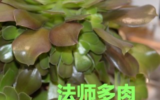 鸡蛋法师多肉怎么养才爆盆？