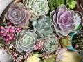 多肉拼盘怎么搭配好看又好养？