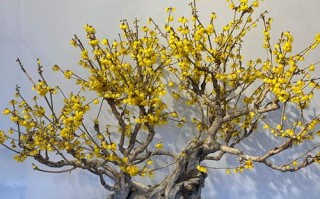 家中盆栽梅花要哪种品种