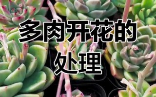多肉开花后必须剪掉花剑吗？