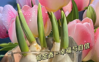 水培郁金香寓意什么？