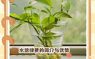绿萝水培生根后怎么移栽？