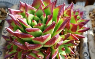 多肉口红怎么养才出状态？