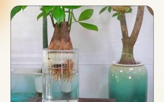 发财树土培怎么改水培？