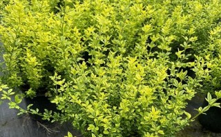 盆栽黄素馨如何开花多？