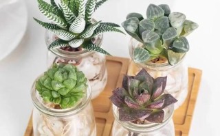 水瓶培养多肉，怎么养才不烂根？