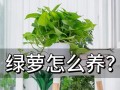 绿萝盆栽怎么养才茂盛？