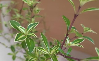 六月雪水培为何容易养护失败？