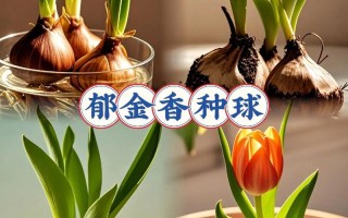 郁金香水培种球怎么养才开花？