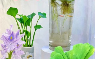 出水芙蓉花能水培吗？