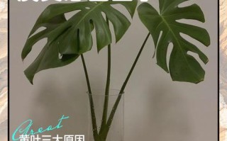 水培植物叶子发黄是何原因？