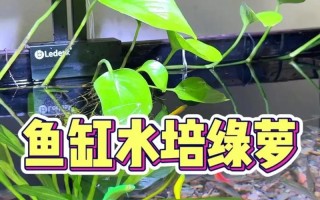 快死的水培绿萝还有救吗？