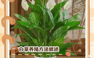 半土半水培白掌怎么养才好？