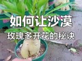 沙漠玫瑰花盆栽怎么养才开花？