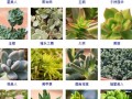 多肉树有哪些常见品种及图片？