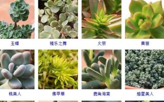 多肉树有哪些常见品种及图片？