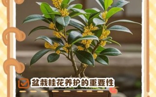桂花盆栽如何打药施肥