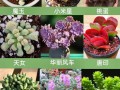 经典多肉名字有哪些？