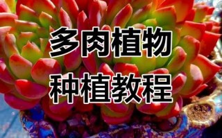 昆明多肉种植有哪些关键技巧？