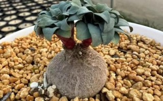 多肉植物大刀品种有哪些？