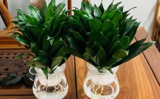 水培太阳神怎么养才好？