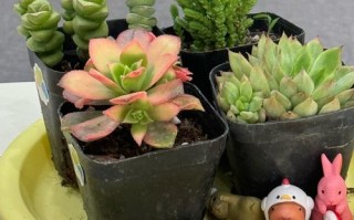 小盆栽种类有哪些？附图片参考。