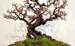 盆栽雀梅图片有哪些经典造型？