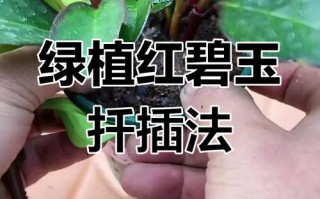 碧玉花秋天水培扦插可行吗？