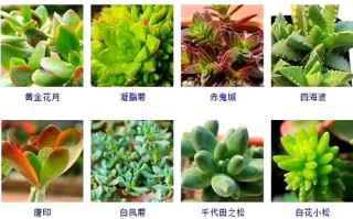 哪些多肉品种像什么？