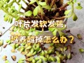 多肉幼苗入盆叶片发蔫怎么办？