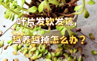 多肉幼苗入盆叶片发蔫怎么办？