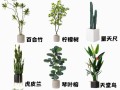 盆栽树有哪些常见品种及图片？