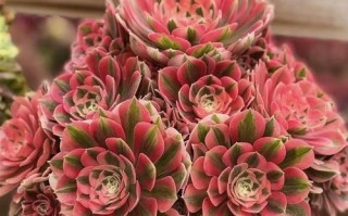 多肉法师有哪些常见种类？