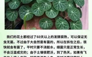 山盆栽有哪些好处？