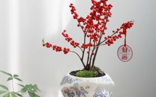 冬季适宜种植的小盆栽