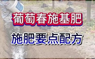 盆栽葡萄用什么肥长得好？