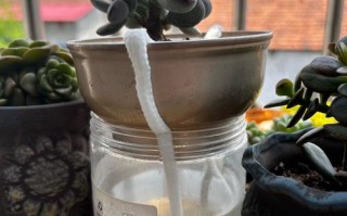 多肉苹果叶能水培生根吗？