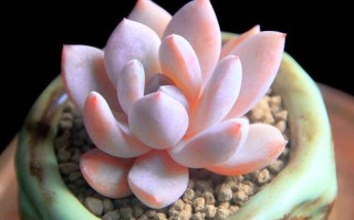 多肉白色荷花品种怎么养？