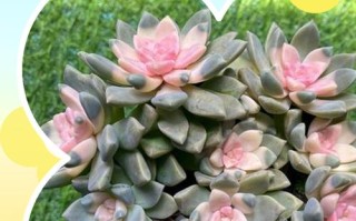 多肉爱染锦变色的原因