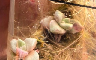 多肉水里能发芽吗？