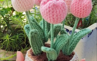 DIY盆栽植物是什么？新手怎么入门？