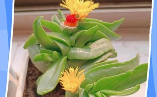 佛手盆栽的寓意和象征