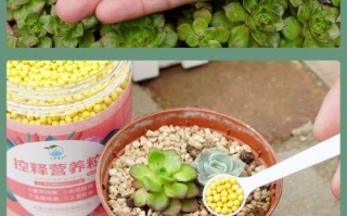 多肉施肥用什么肥好？